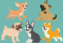 random dog generator picked five dog images