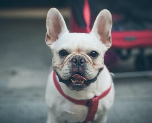 foreign-dog-names