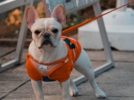 french-dog-names