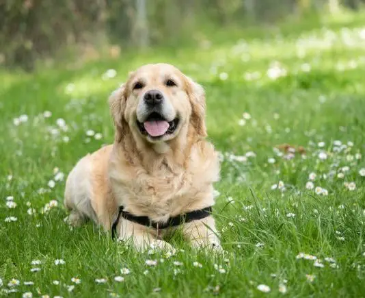 spanish-dog-names