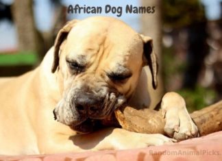 african-dog-names
