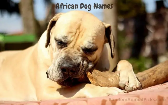 African Dog Names main image