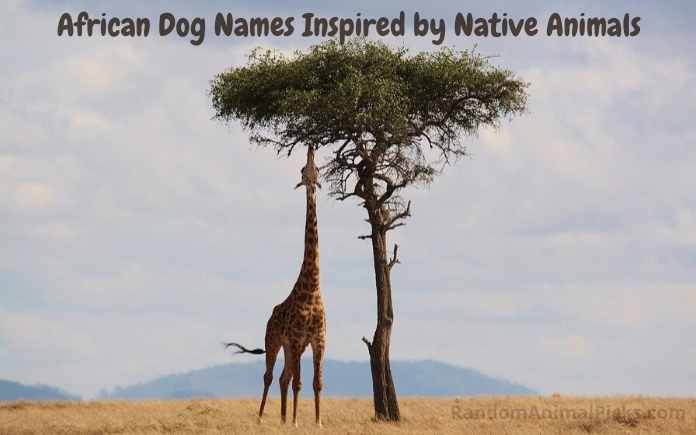 African native animals