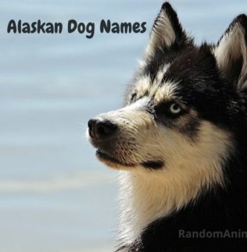 alaskan-dog-names