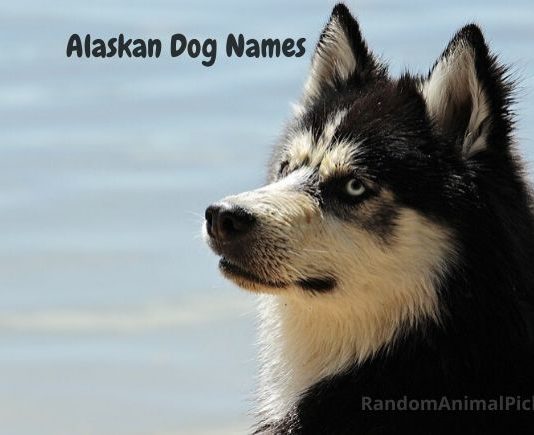 alaskan-dog-names