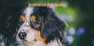 australian-dog-names