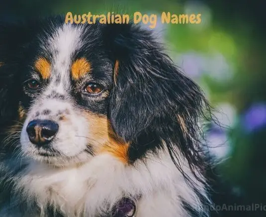 australian-dog-names