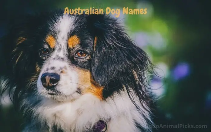 Australian Dog Names main image