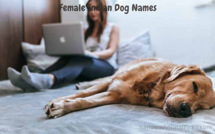 Female Indian Dog Names