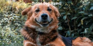 Indian-Dog-Names