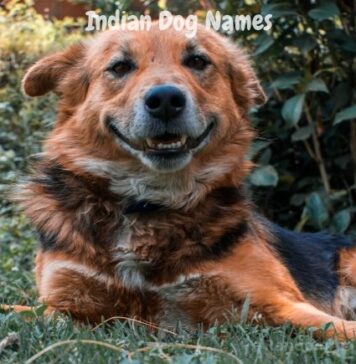 Indian-Dog-Names