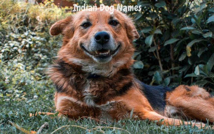 Indian Dog Names main image