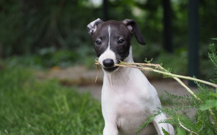 italian-dog-names-incredible-ideas