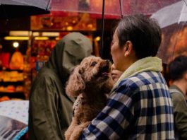 Japanese-dog-names