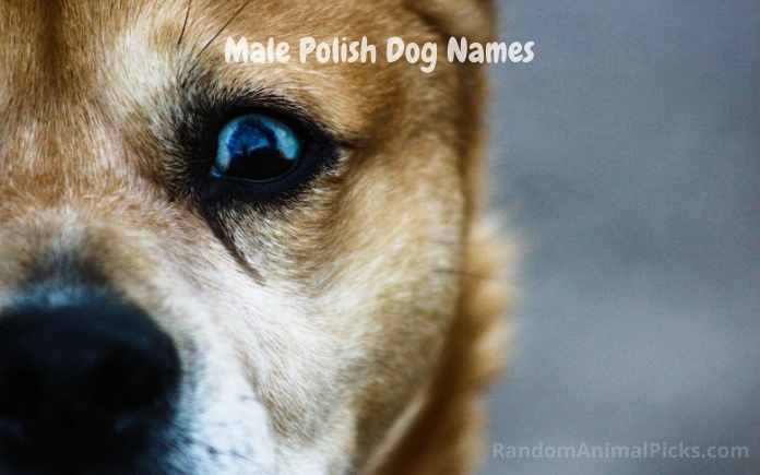 Male Polish Dog Names