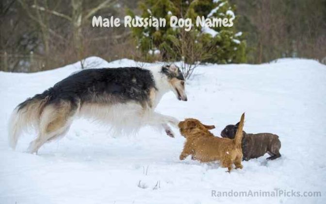 Male Russian Dog Names 672x420 