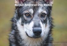 native-american-dog-names