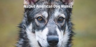 native-american-dog-names