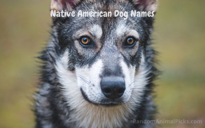 Native American Dog Names main image