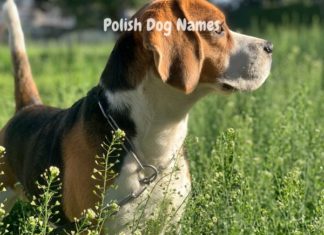 polish-dog-names
