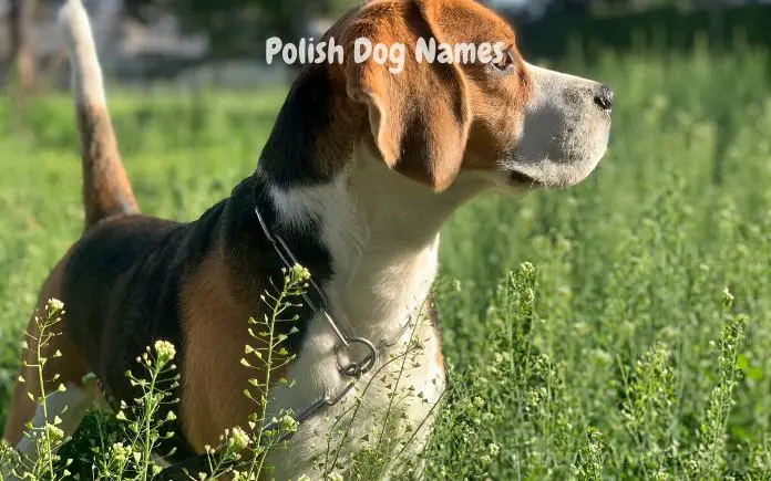 Polish Dog Names main image