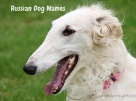 russian-dog-names