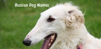 russian-dog-names