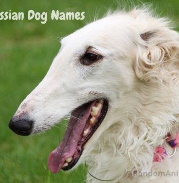 russian-dog-names