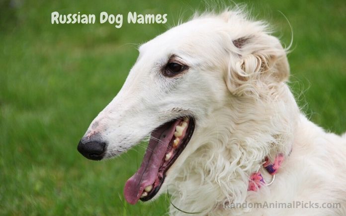 Russian Dog Names main image