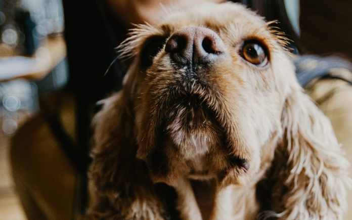 female british dog names image