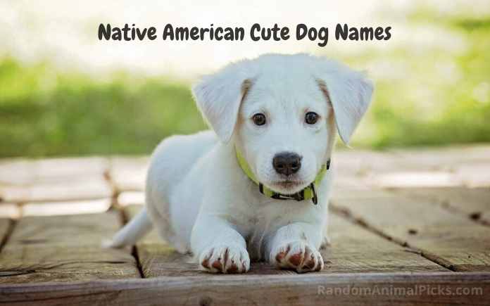 cute dog names