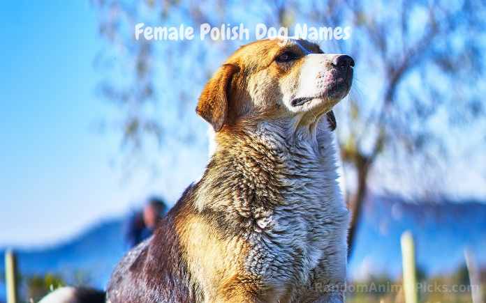 female polish dog names