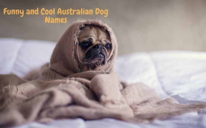 Cool Australian Dog Names