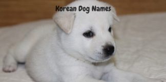 Korean-dog-names