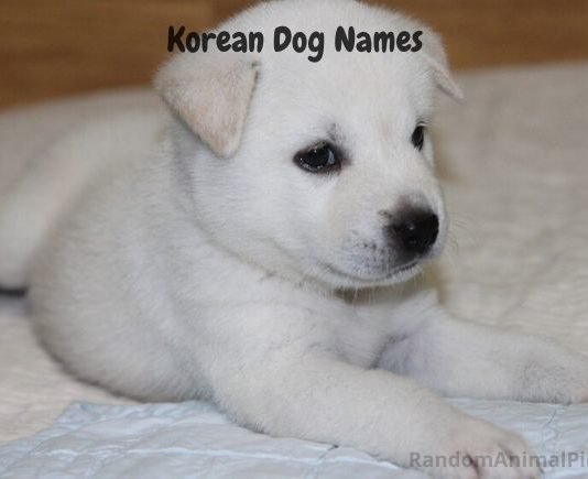 Korean-dog-names