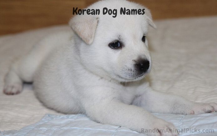 korean dog names main image