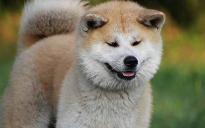 Japanese Dog Names 500 Stunning Dog Name Ideas UPDATED 2022   Male Japanese Dog Names 