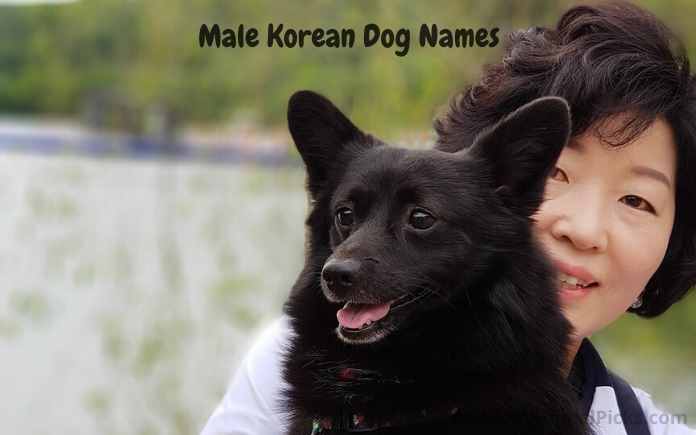 male Korean dog names