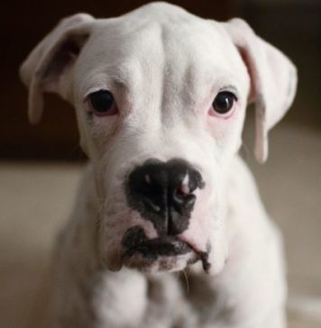 mexican-dog-names