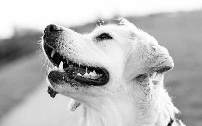 Mexican Dog Names 500 Stunning Ideas With Meanings Random Animal Picks