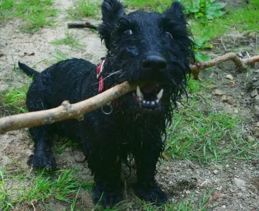 scottish-dog-names
