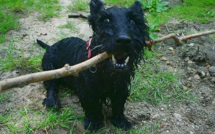 scottish dog names main image