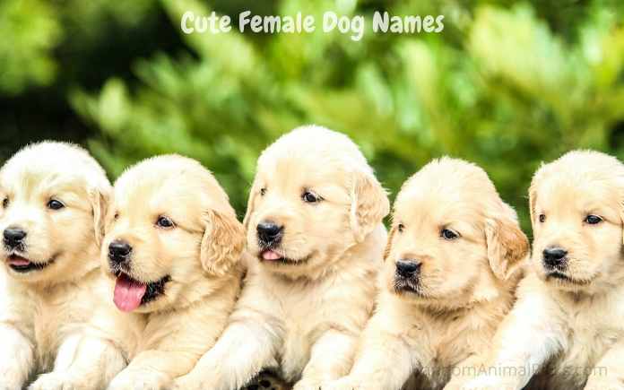 Cute Female Dog Names