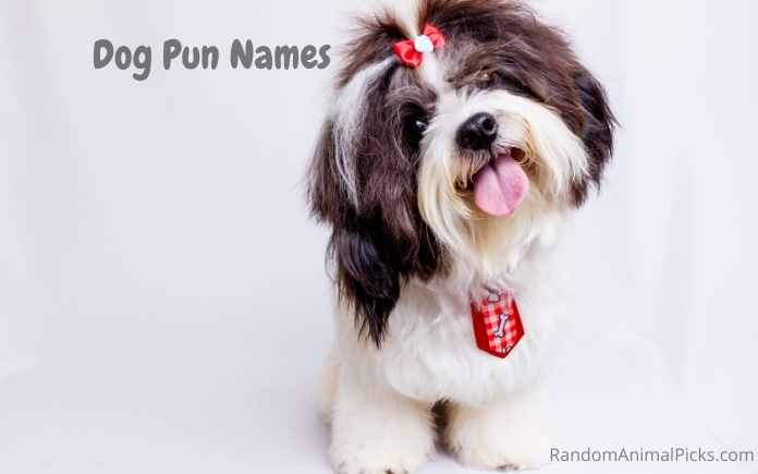 Dog Pun Names