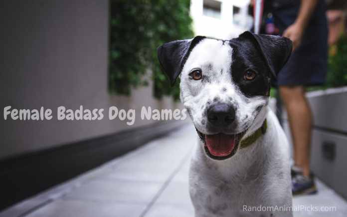 Female Badass Dog Names