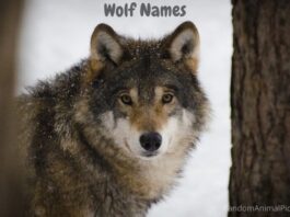 Wolf-Names