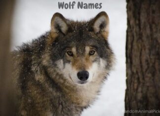 Wolf-Names