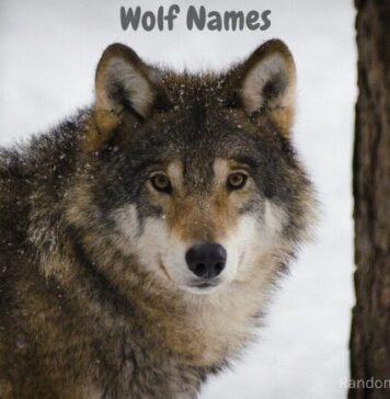 Wolf-Names