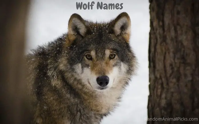 Wolf Names main image
