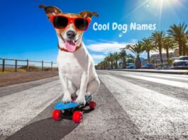 cool-dog-names